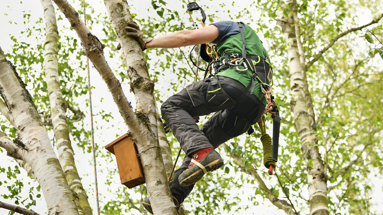 Tree Care Services Angus | Landscapers Angus | A&J Tree Care & Landscaping